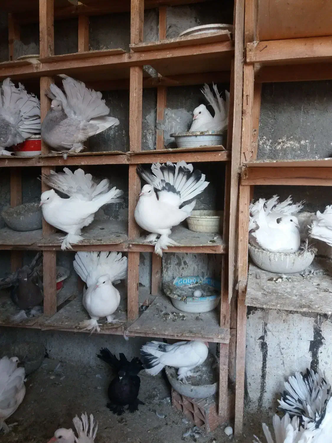 انواع‌دم‌چتری‌های‌زیبا‌واصیل|پرنده|بندر ترکمن, |دیوار