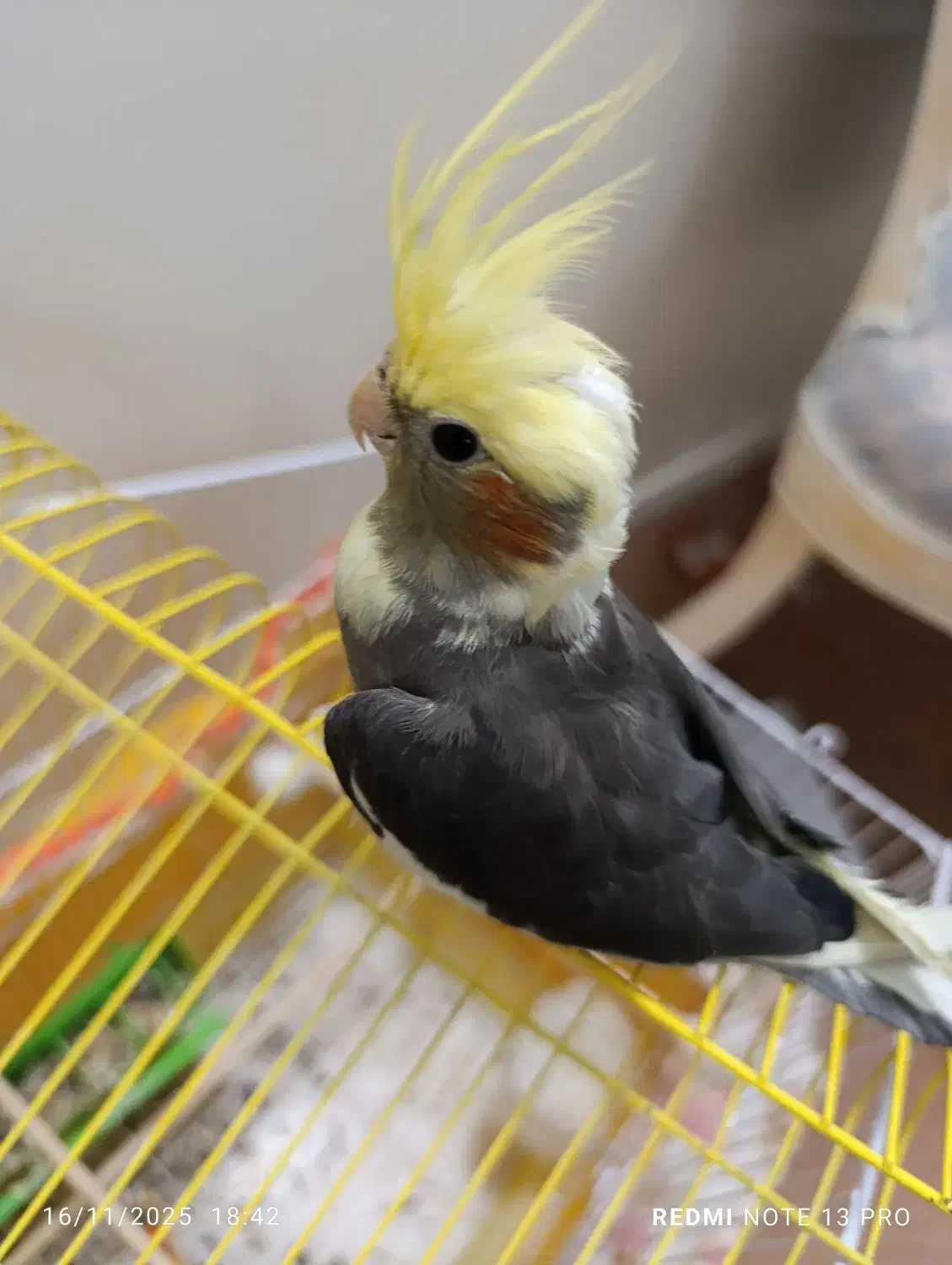 عروس هلندی|پرنده|اصفهان, کساره|دیوار