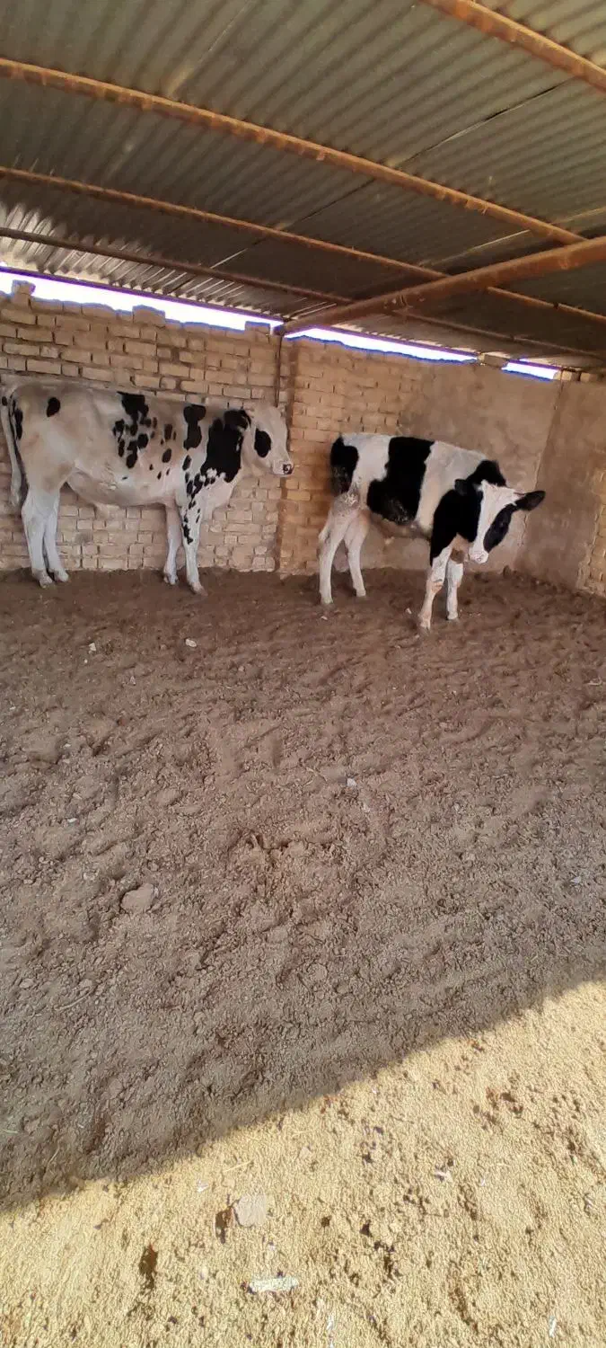 گوساله نر|حیوانات مزرعه|مرودشت, تخت جمشید|دیوار