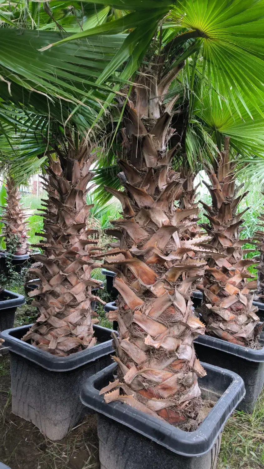 پالم واشنگتن ریشه پرس گلدانی|گل و گیاه طبیعی|محمودآباد, |دیوار