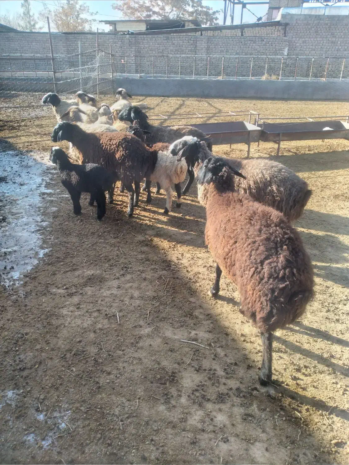 شیشگ و میش|حیوانات مزرعه|بوئین زهرا, |دیوار