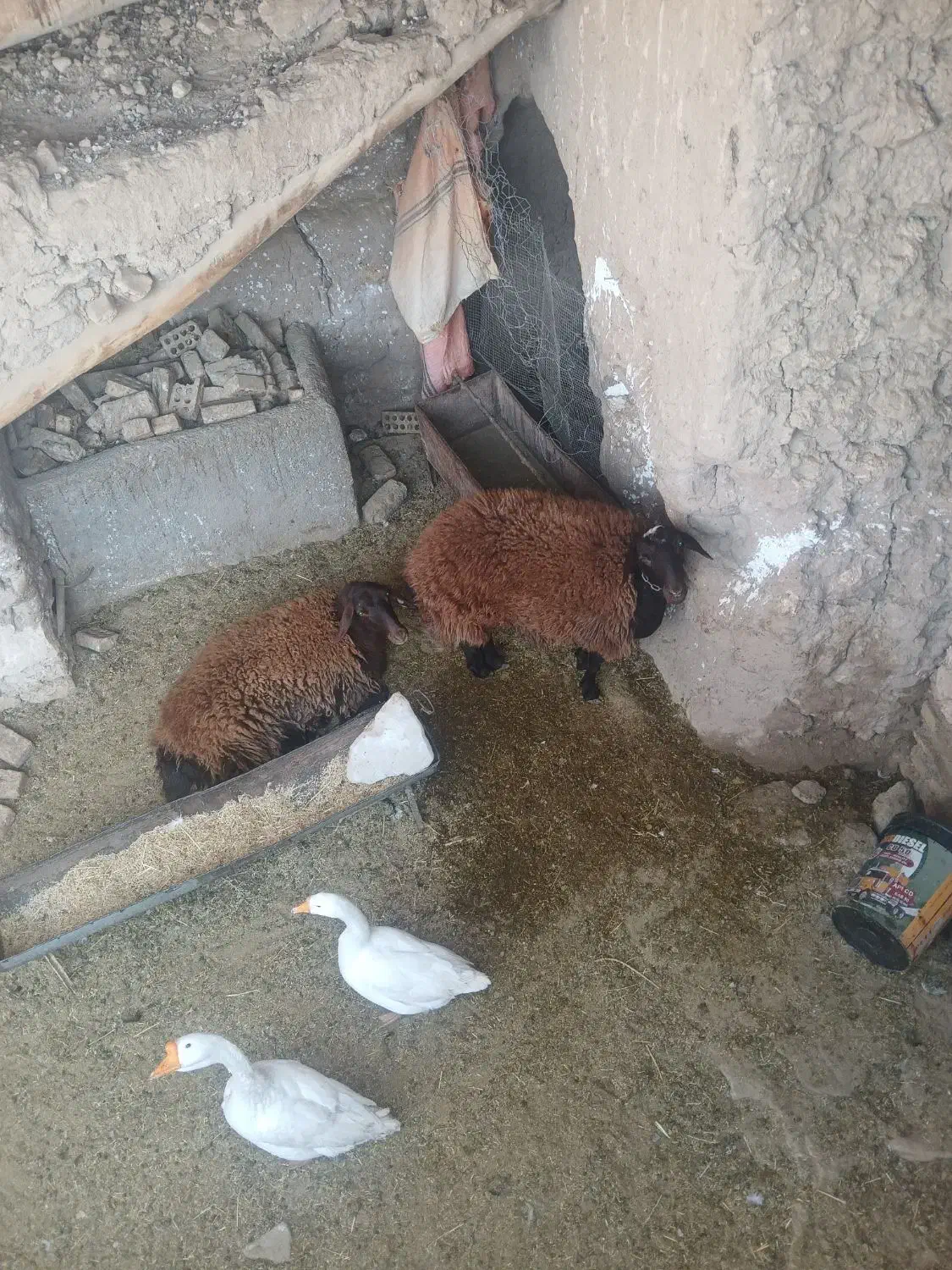 میش همو|حیوانات مزرعه|اسحاق آباد, |دیوار