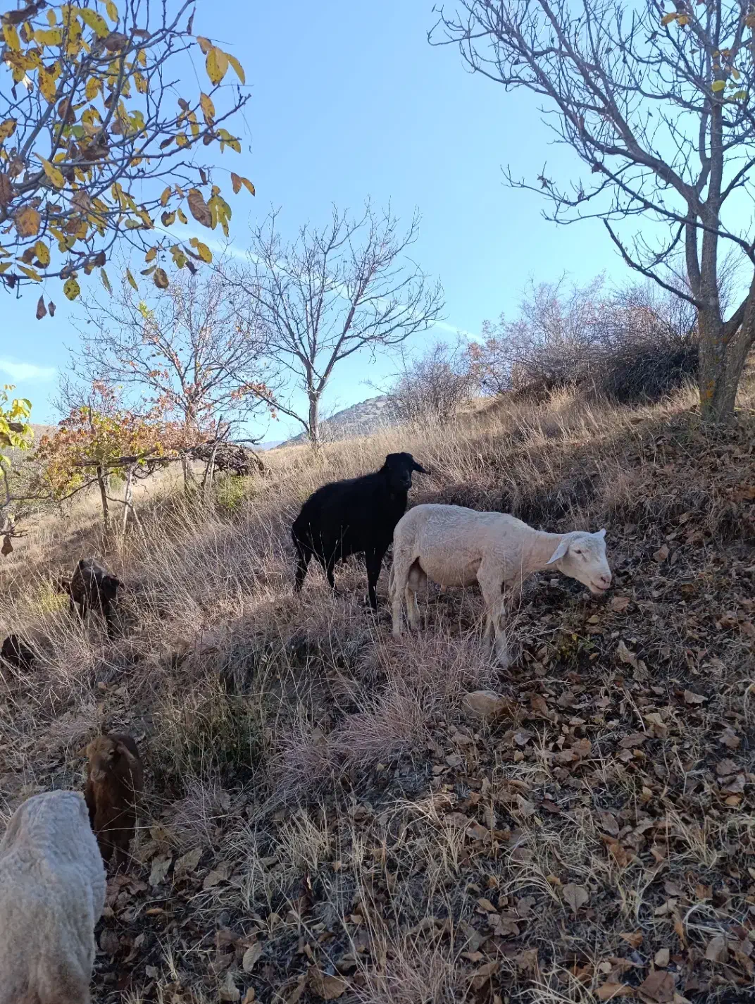 فروش یک راس قوچ قره قزل دامازلق|حیوانات مزرعه|خلخال, |دیوار