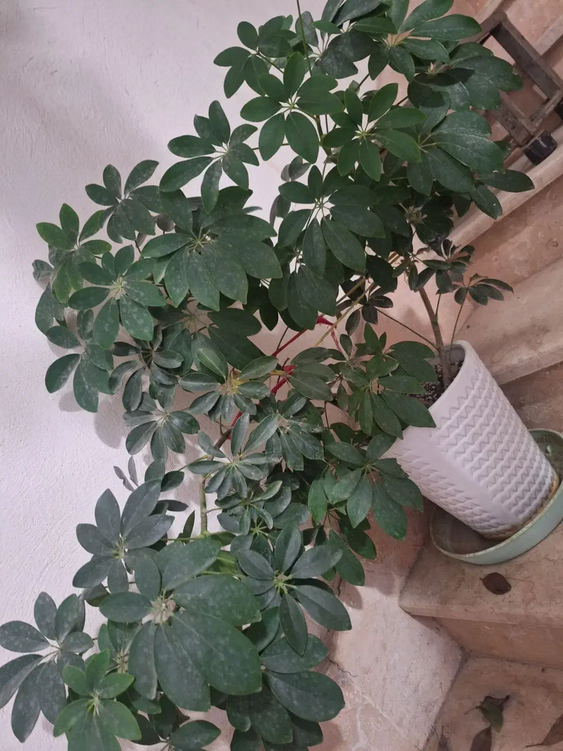 ۳ عدد گل با گلدون سفالی نو نو|گل و گیاه طبیعی|گرگان, |دیوار