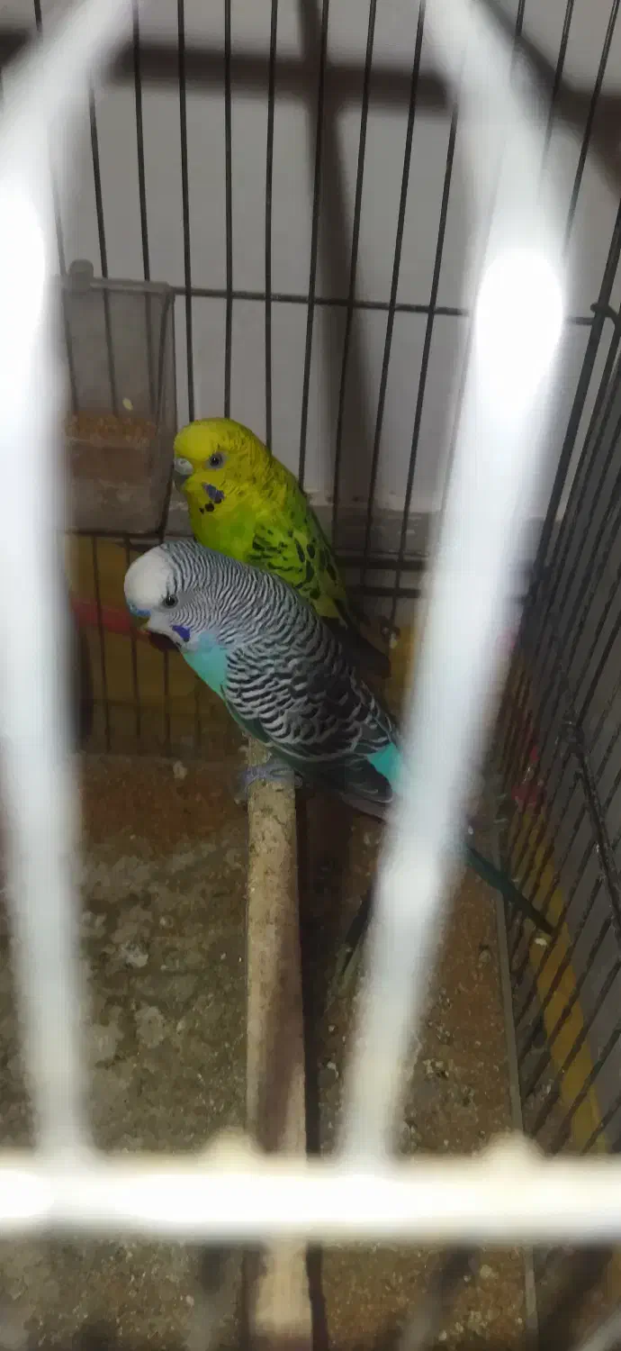 مرغ عشق خوب|پرنده|یاسوج, |دیوار