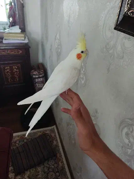 عروس هلندی نر|پرنده|کرج, دهقان ویلا|دیوار