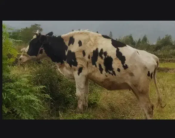 گاو آبستن|حیوانات مزرعه|لیسار, |دیوار