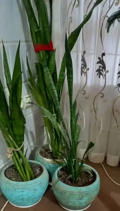 ۶ عدد گل سانسوریا و پتوس|گل و گیاه طبیعی|گلپایگان, |دیوار