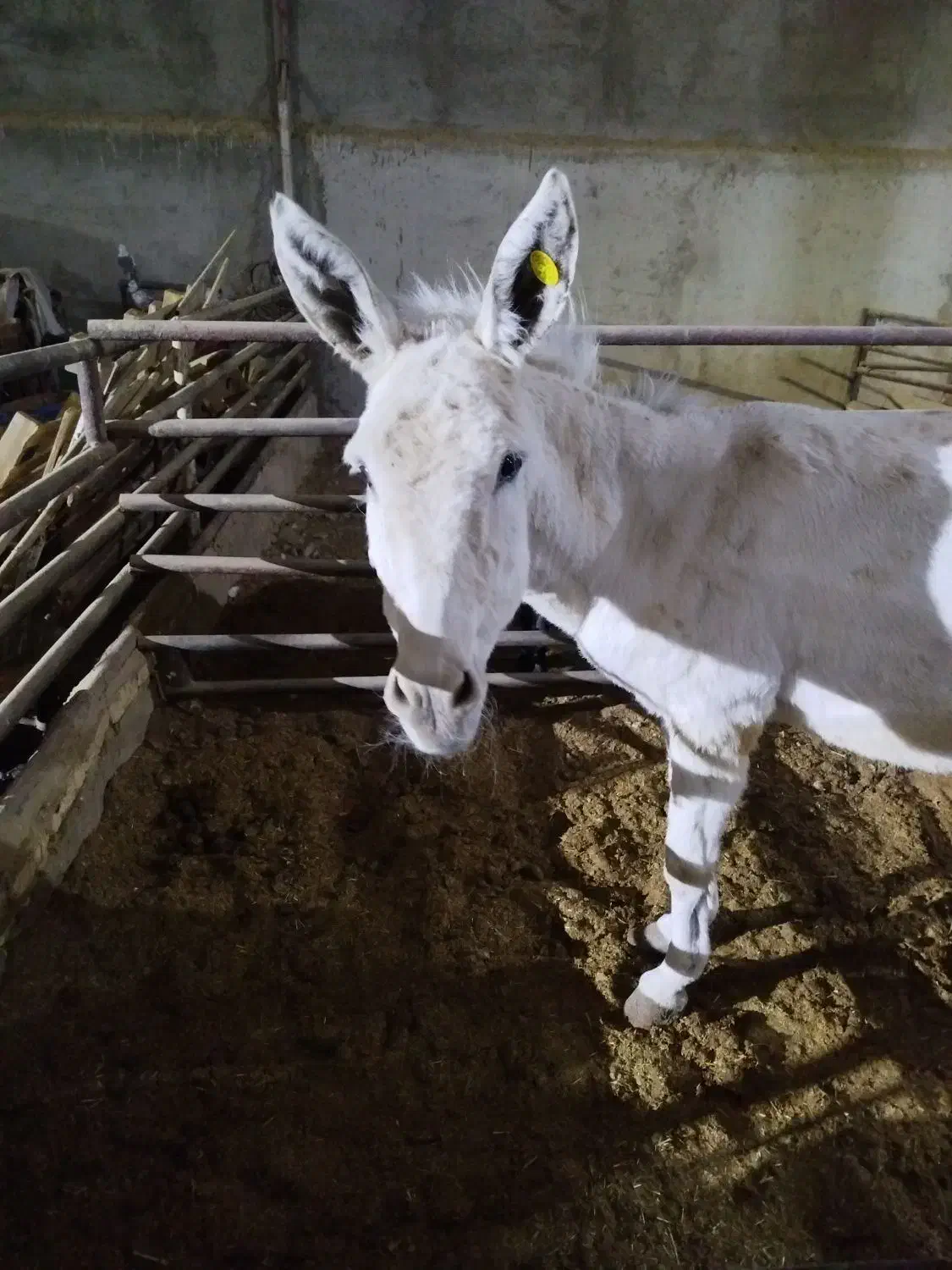 الاغ|حیوانات مزرعه|یزد, |دیوار