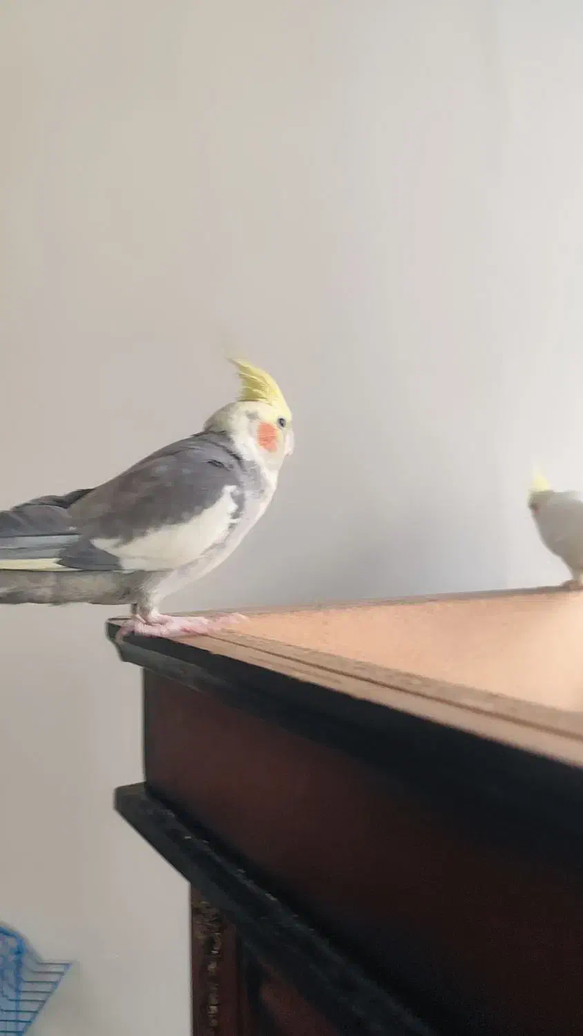 یک جفت عروس هلندی|پرنده|اشکذر, |دیوار