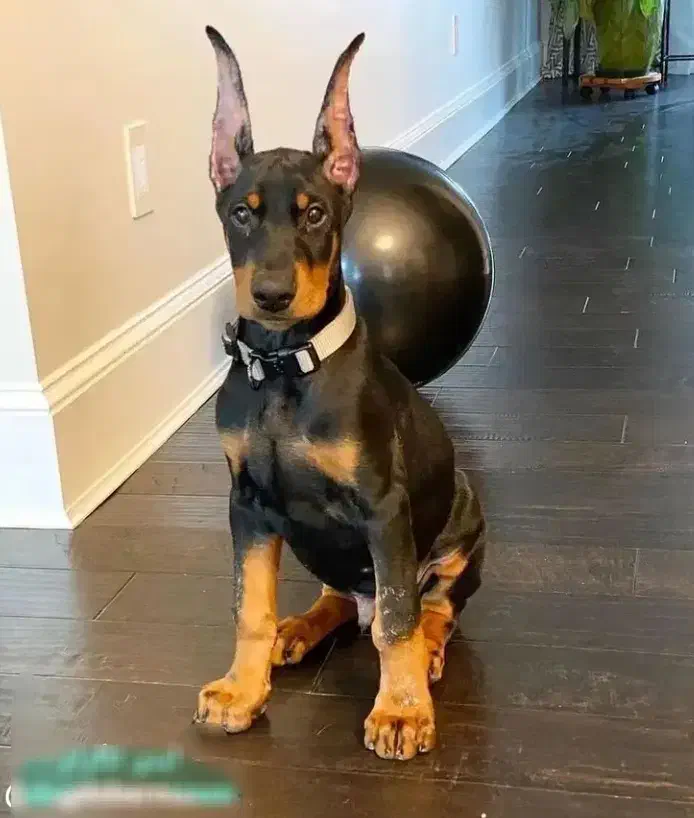 واگذاری توله دوبرمن اروپایی مفت|سگ|تهران, نیروی هوایی (پیروزی)|دیوار