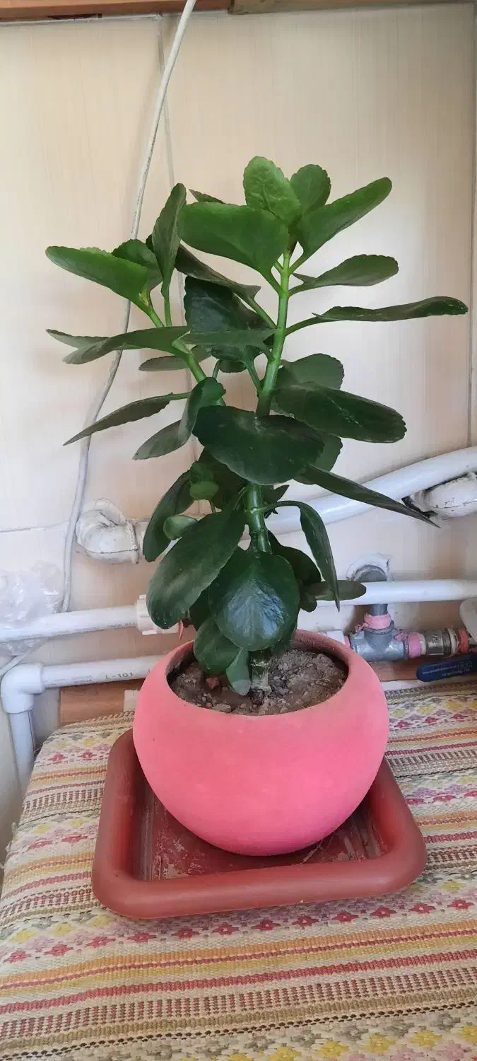 گلدان گل طبیعی|گل و گیاه طبیعی|شهرکرد, |دیوار