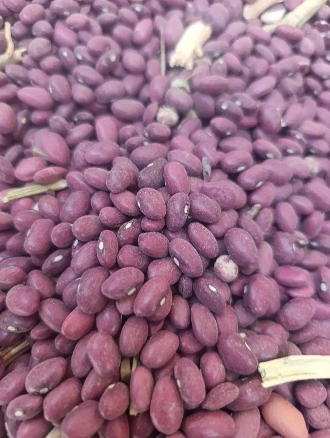 فروش تخم کدو آجیلی لوبیا قرمز|خوردنی و آشامیدنی|آبگرم, |دیوار