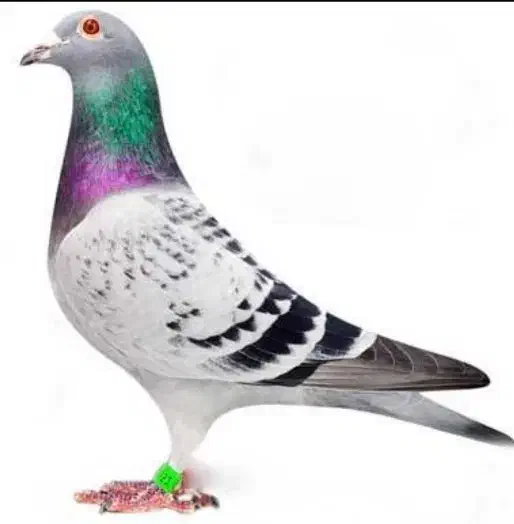 خرید کبوتر جوانه پلاکی مسافتی|پرنده|گرگان, |دیوار
