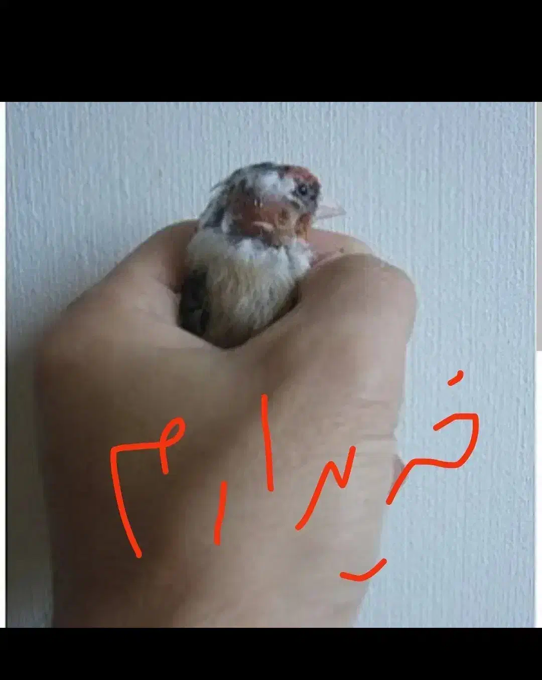 سهره کچل|پرنده|شوش, |دیوار