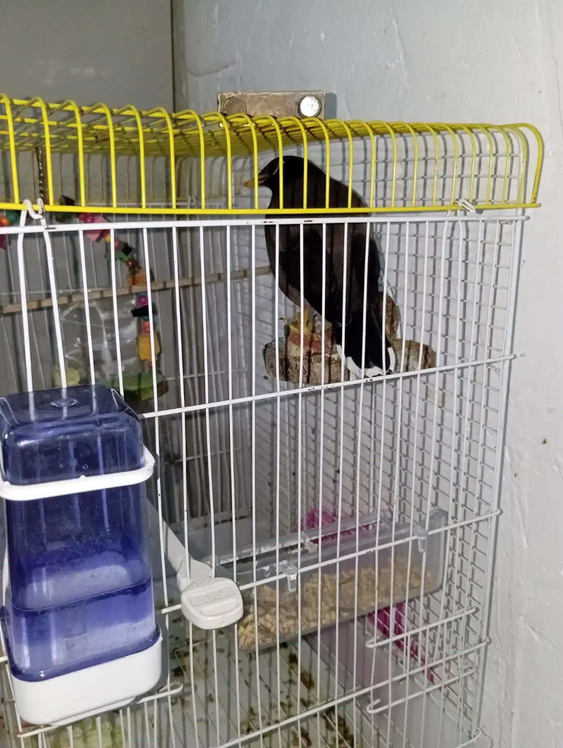 مرغ مینا سخنگو|پرنده|بندرعباس, |دیوار