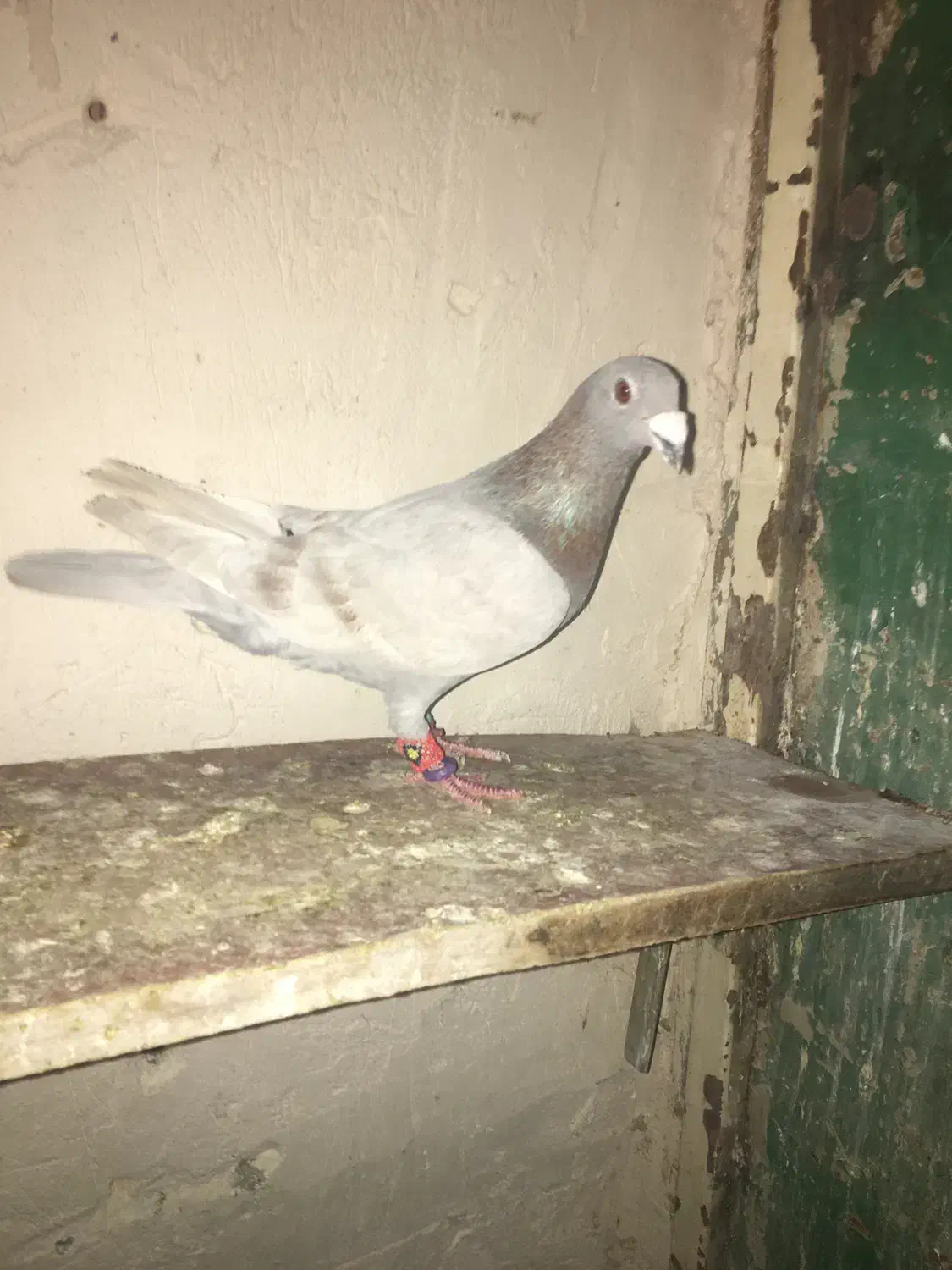 کفتر کوهی|حیوانات|بجنورد, |دیوار