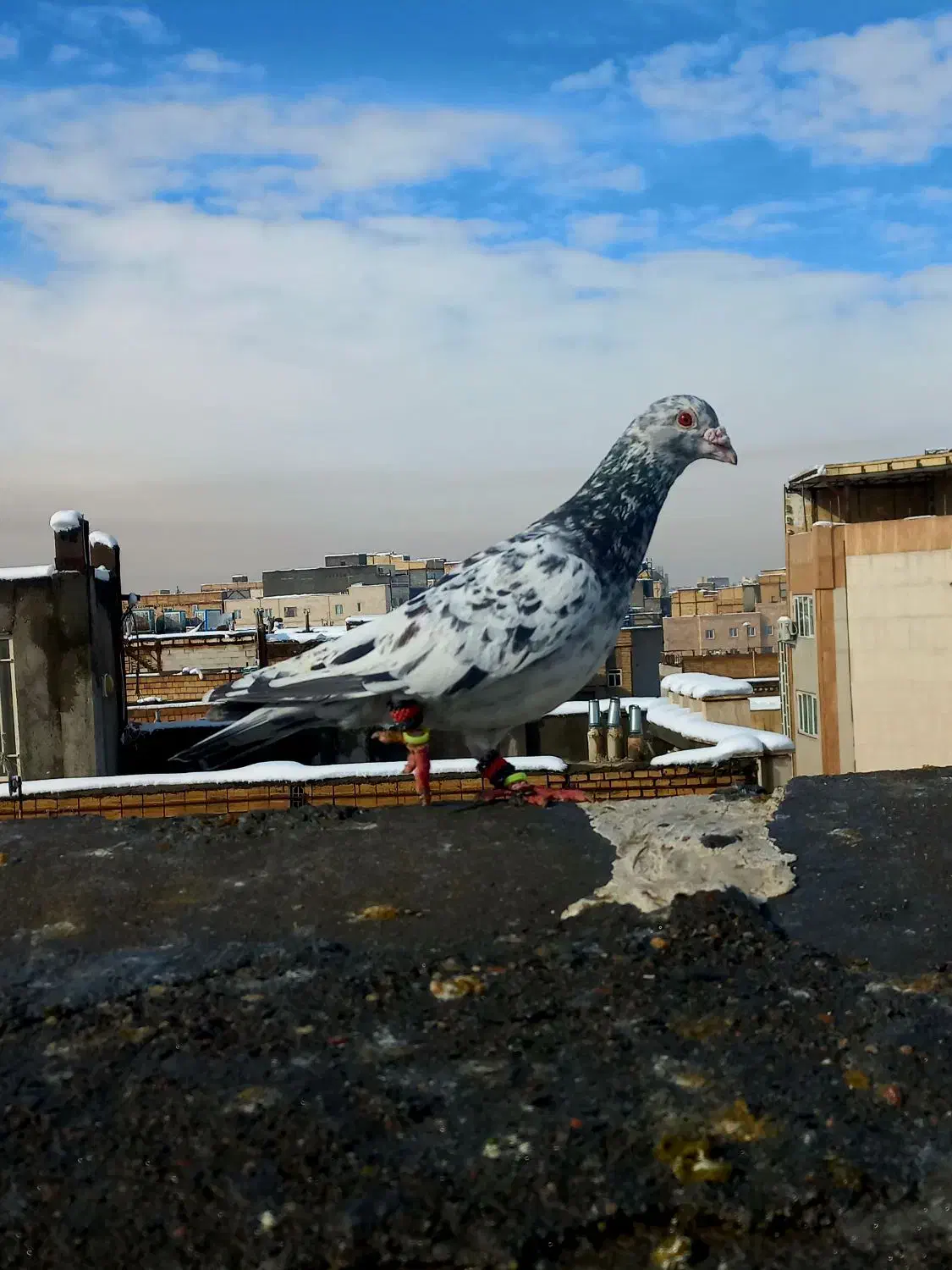 کفتر بوم سرور کله ساده|پرنده|مشهد, ایثارگران|دیوار