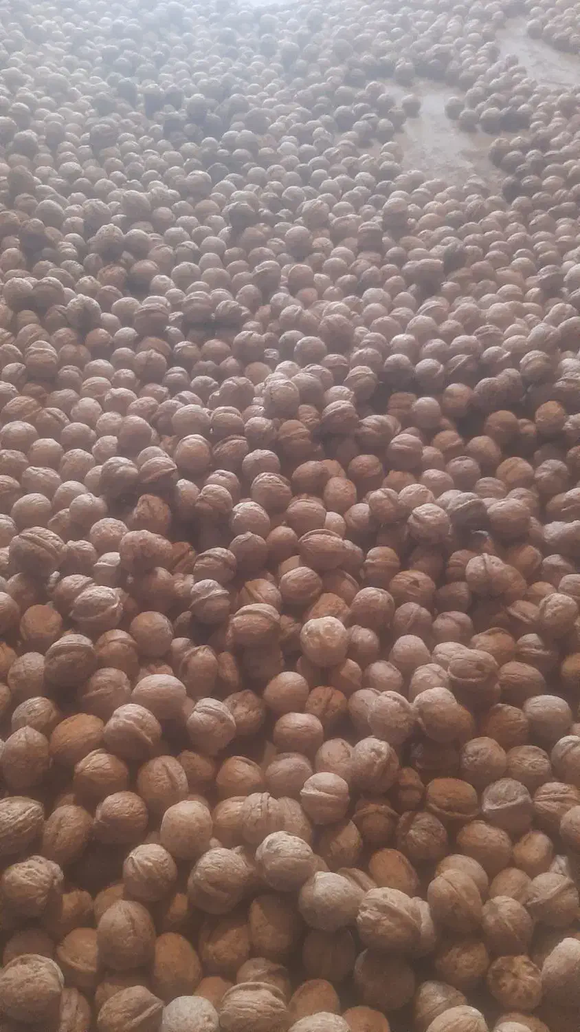 گردی سفید و درشت ونایی قیمت توافقی|عمدهفروشی|اشترینان, |دیوار