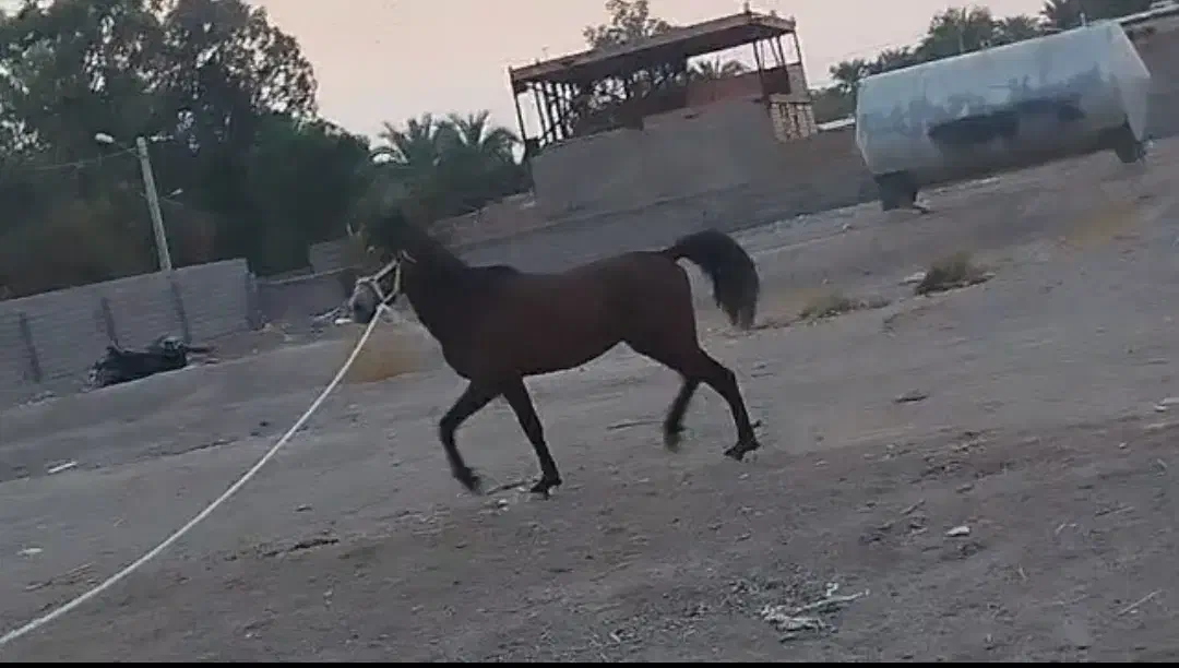 قرعه کشی اسب|اسب و تجهیزات اسب‌سواری|بم, |دیوار