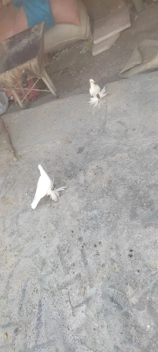 طوقی سفید|پرنده|دهدشت, |دیوار