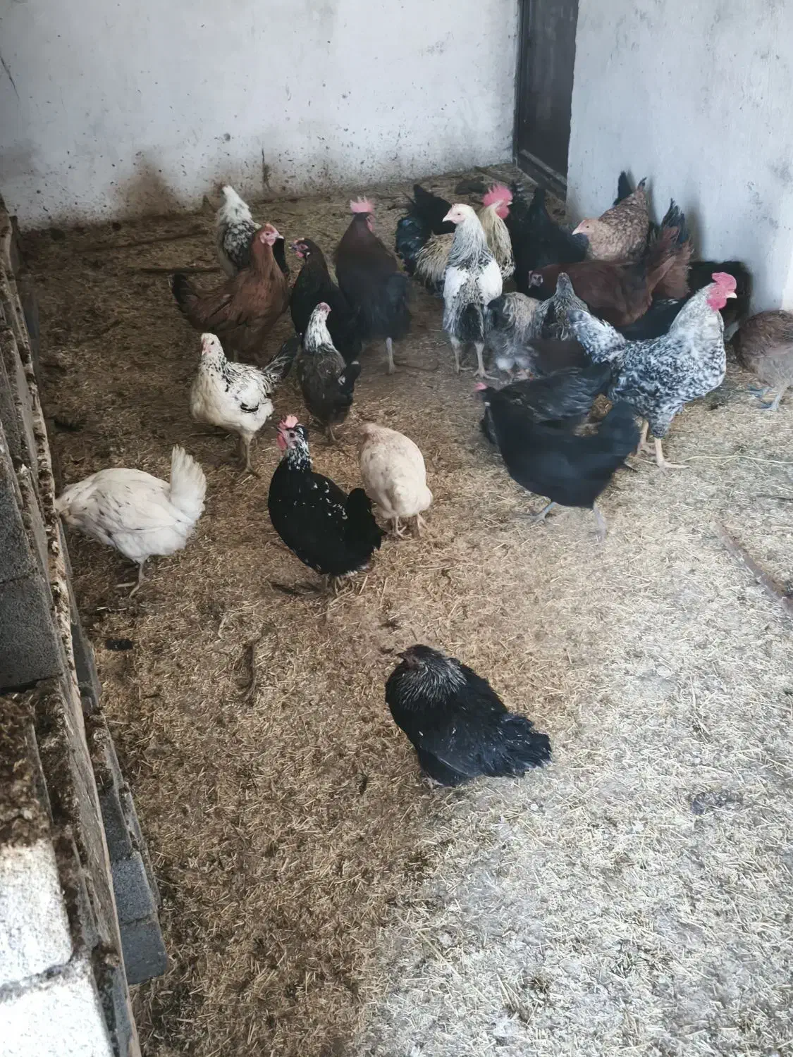 مرغ و خروس|حیوانات مزرعه|رودهن, |دیوار