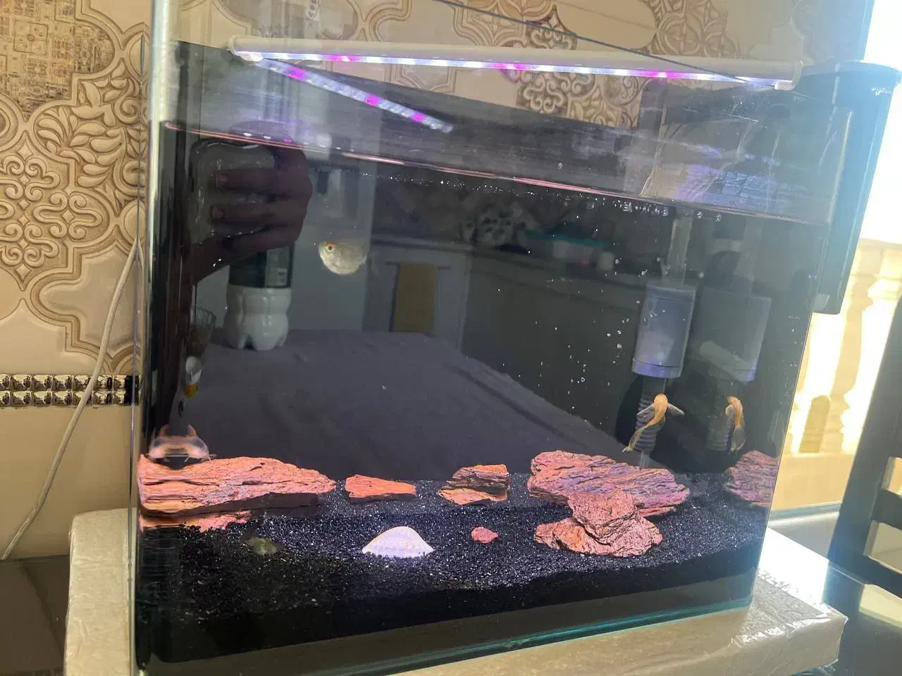 یک آکواریوم مدرن شیشه خم|ماهی|اسلامشهر, شهرک سعیدیه|دیوار