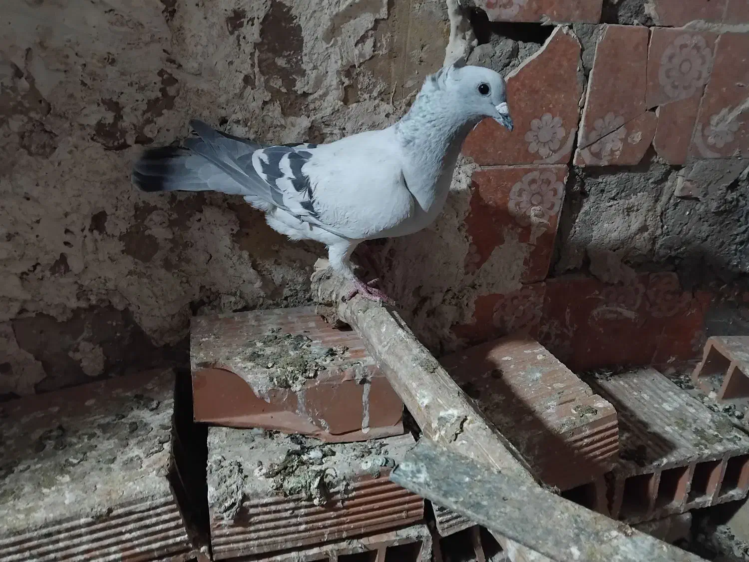 جفت بدرنگ|پرنده|کرمان, |دیوار