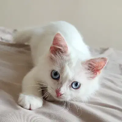 گربه پرشین|گربه|اردبیل, |دیوار