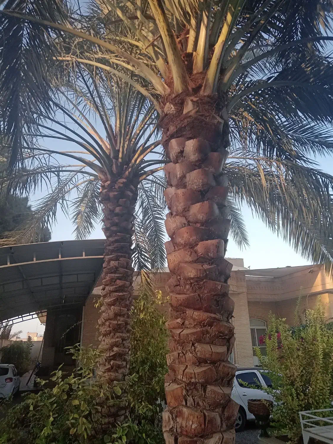 هرس انواع نخل خرما|خدمات باغبانی و درختکاری|اردکان, |دیوار