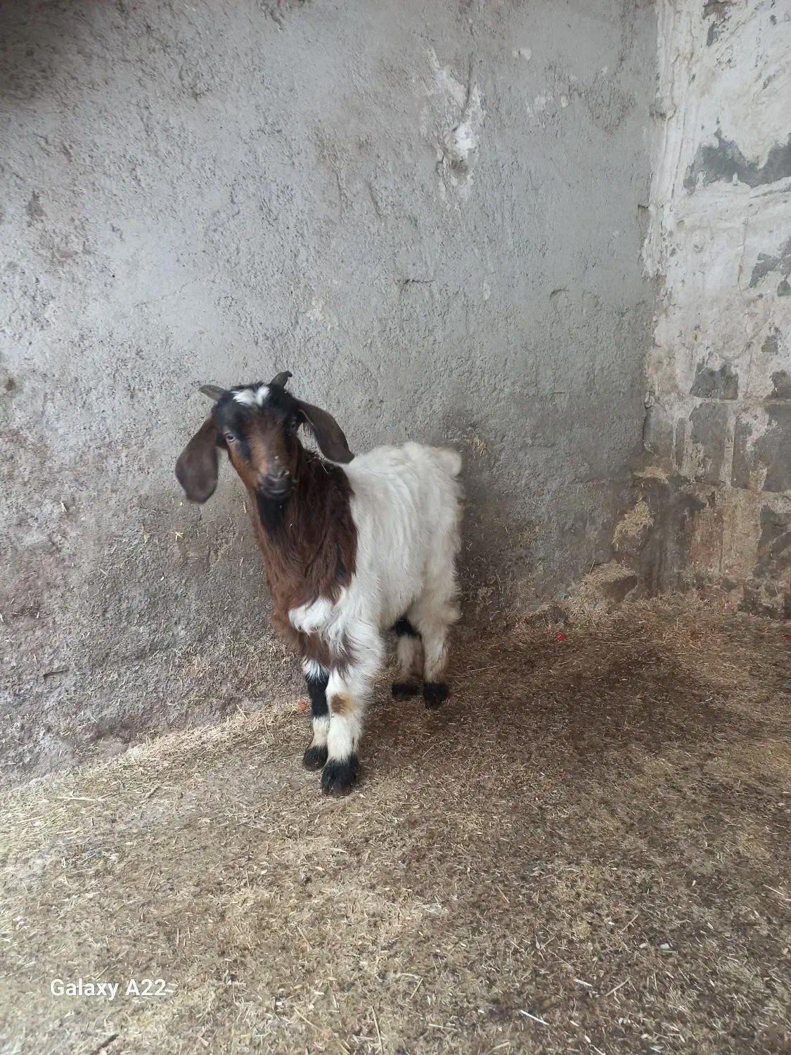 بزغاله|حیوانات مزرعه|اردبیل, |دیوار