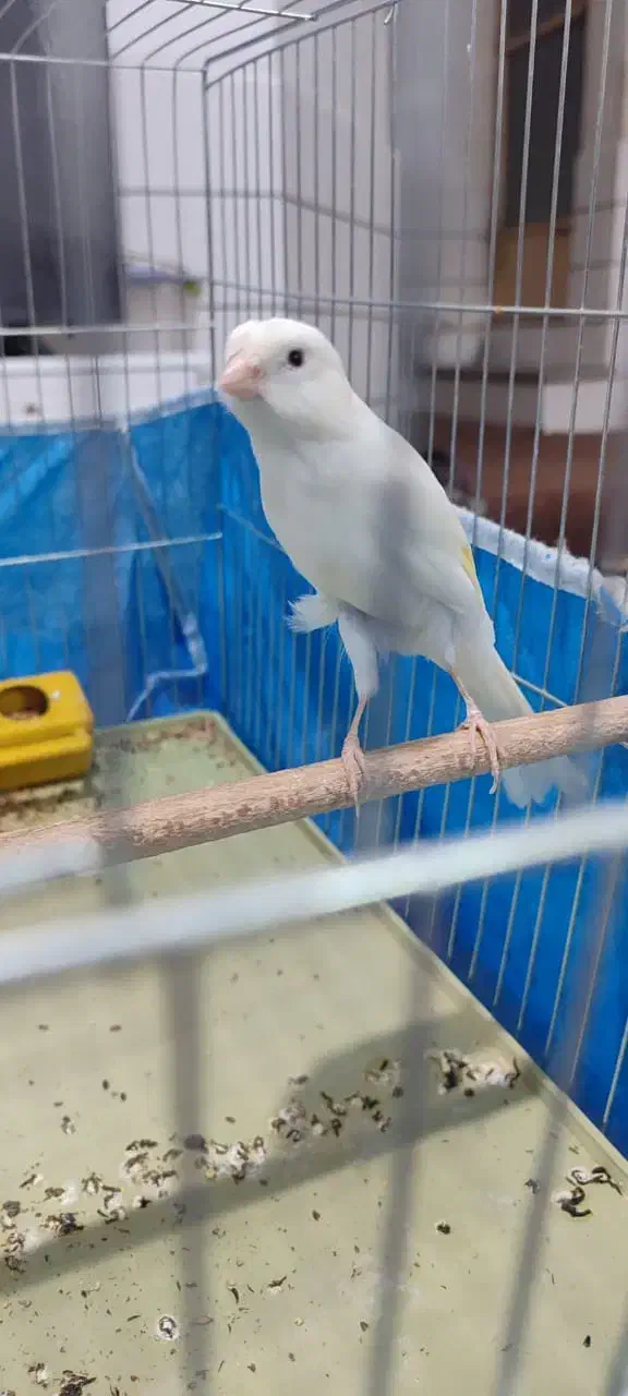 قناری دوعددسفیدوابلغ|پرنده|خمینی‌شهر, |دیوار