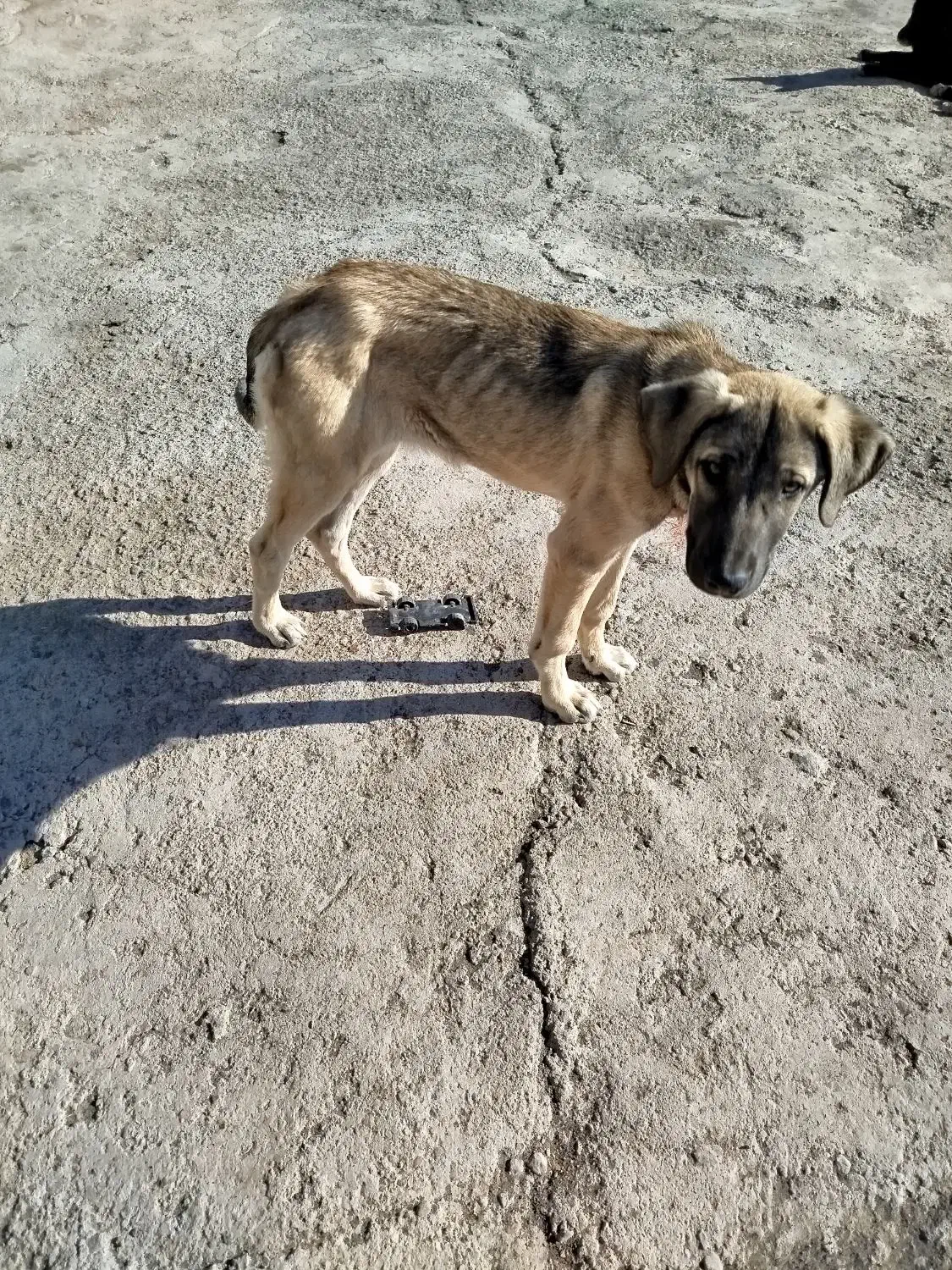 سگ ماده|سگ|ایواوغلی, |دیوار