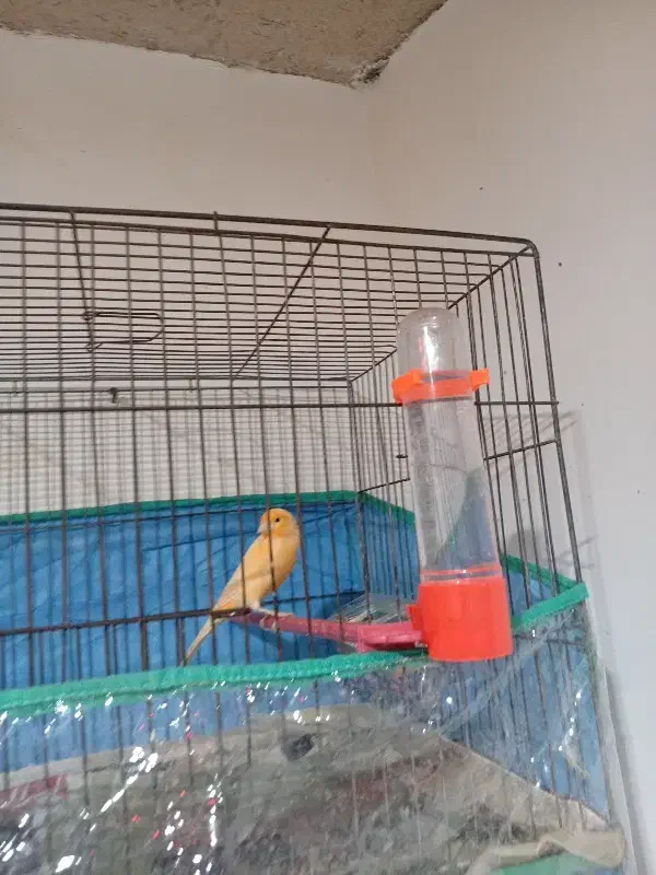 قناری جفت|پرنده|اراک, |دیوار