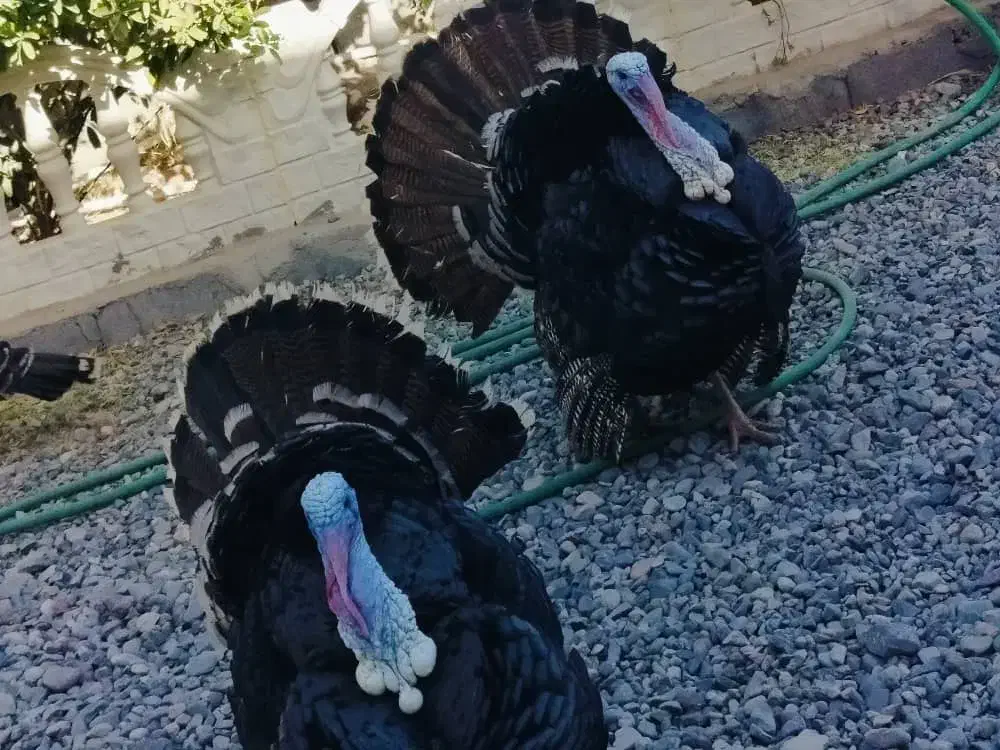 بوقلمون فروشی|حیوانات مزرعه|فهرج, |دیوار