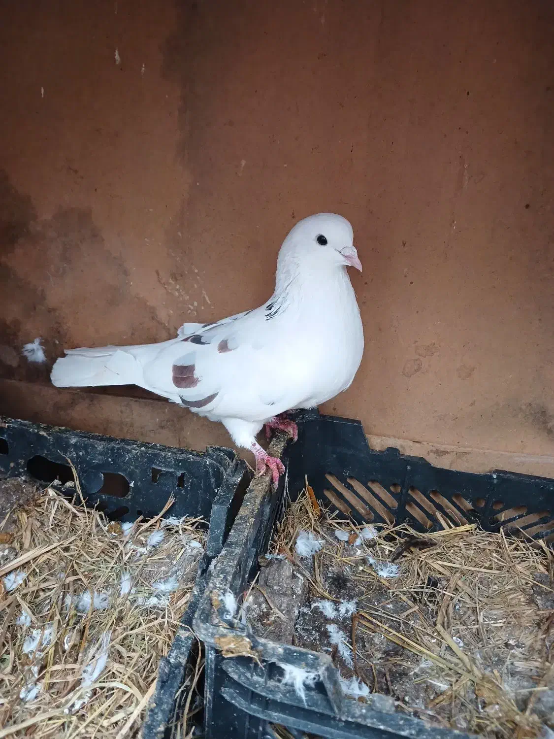 کبوتر|حیوانات|بندر انزلی, تهران|دیوار