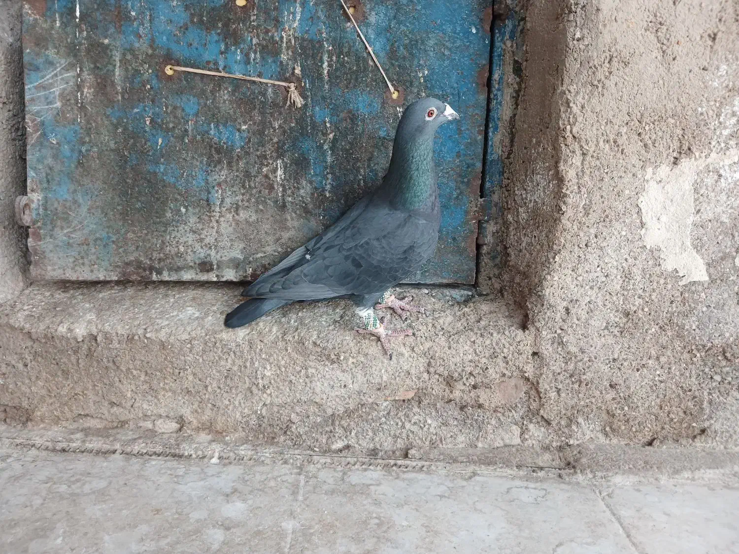 کفتر  پلاکی|پرنده|مرودشت, محمد آباد|دیوار