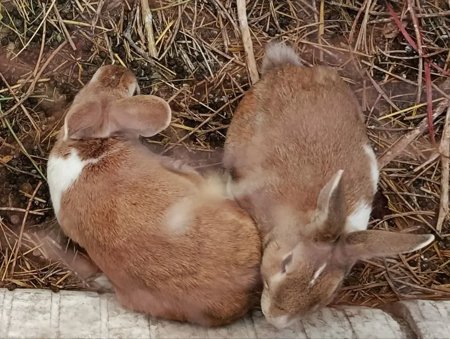 یک جفت خرگوش خانگی یک ساله|موش و خرگوش|ارومیه, |دیوار