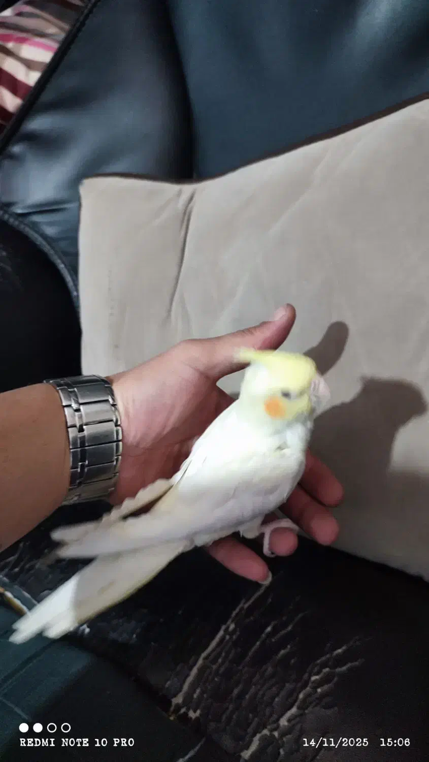 ۲تا عروس هلندی ۲ماه ونیم و ۱عروس هلندی ۴ماهه|پرنده|رباطکریم, رباطکریم|دیوار