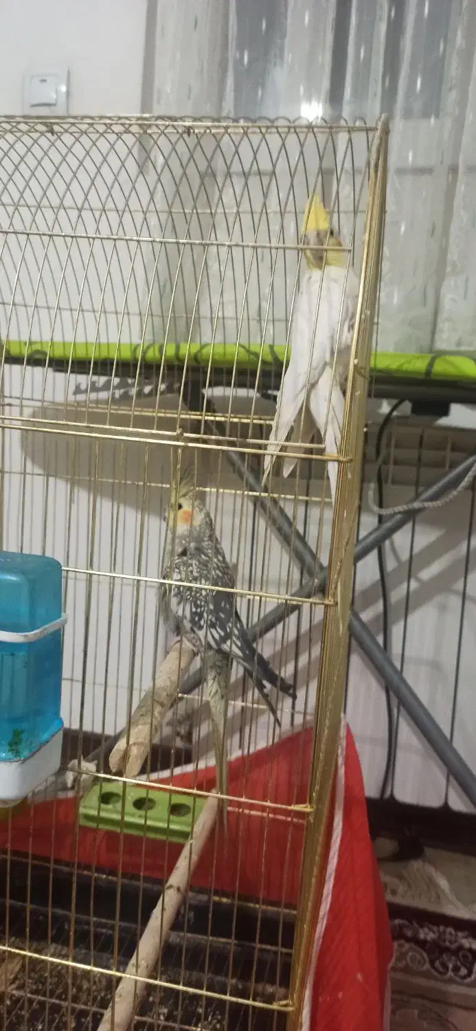 یه جفت عروس هلندی مولد جوان|پرنده|بردسیر, |دیوار