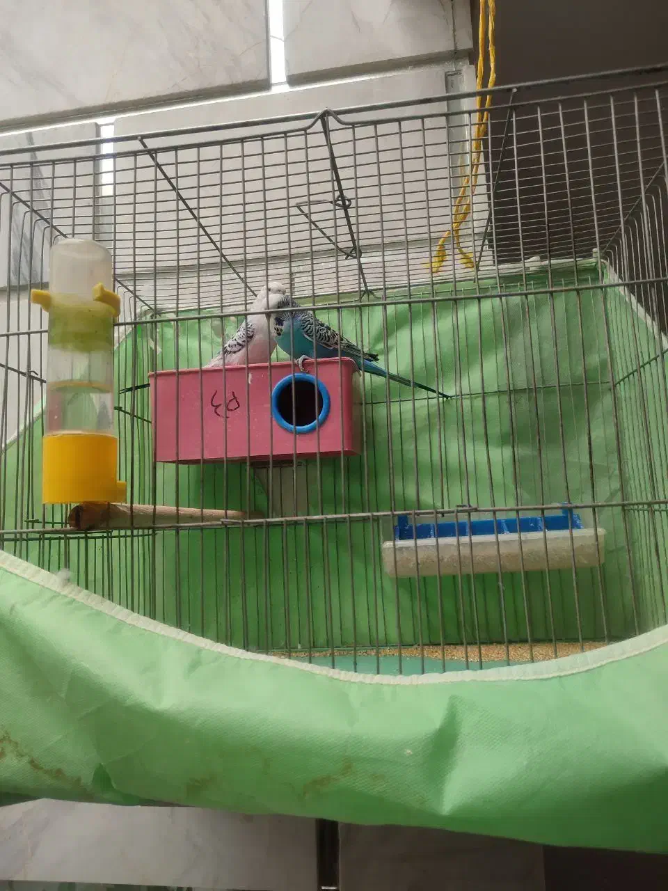 مرغ عشق|پرنده|داران, |دیوار