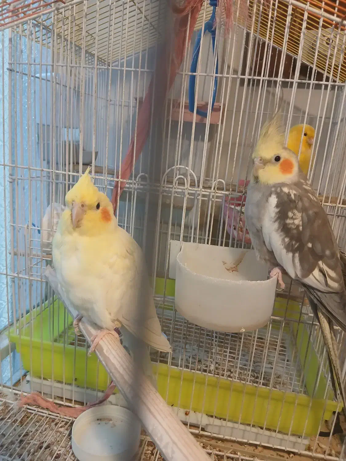 جفت عروس نر وماده|پرنده|تهران, باغ خزانه|دیوار