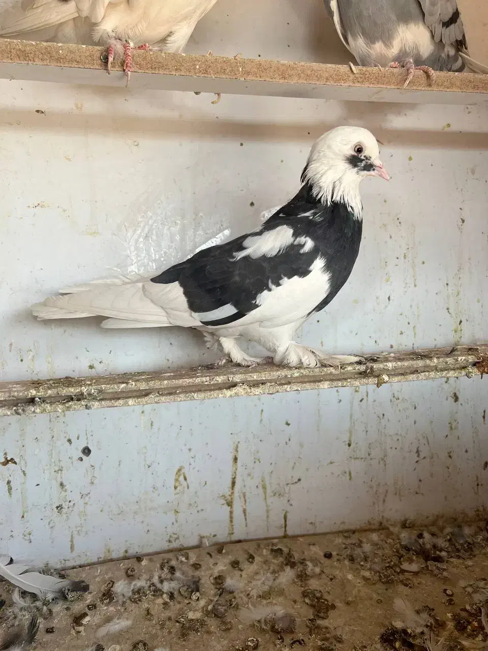 کبوتر کفتر پرنده|پرنده|خاوران, |دیوار