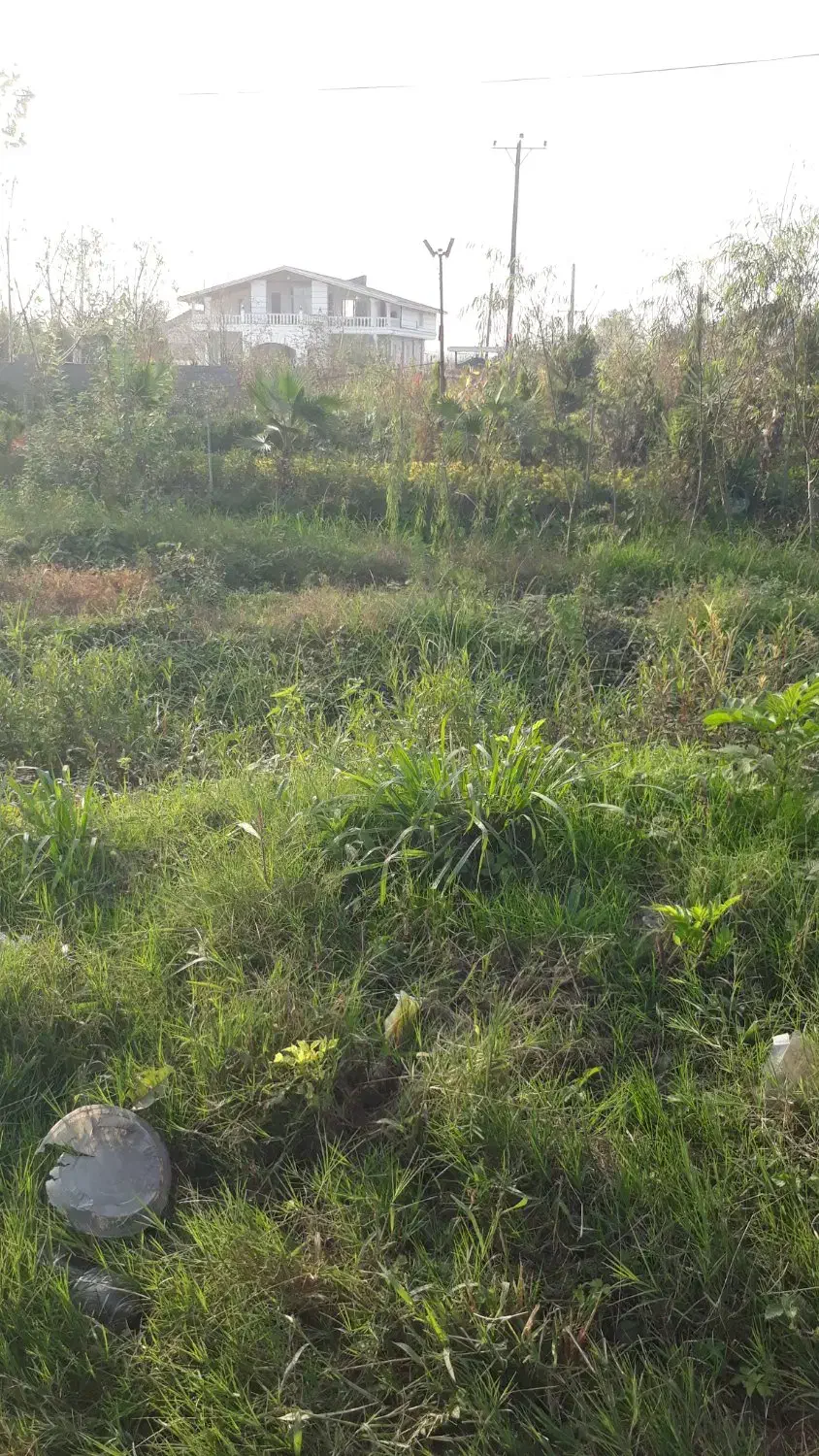 بچه ماهی گرمابی کپور|ماهی|سنگر, |دیوار