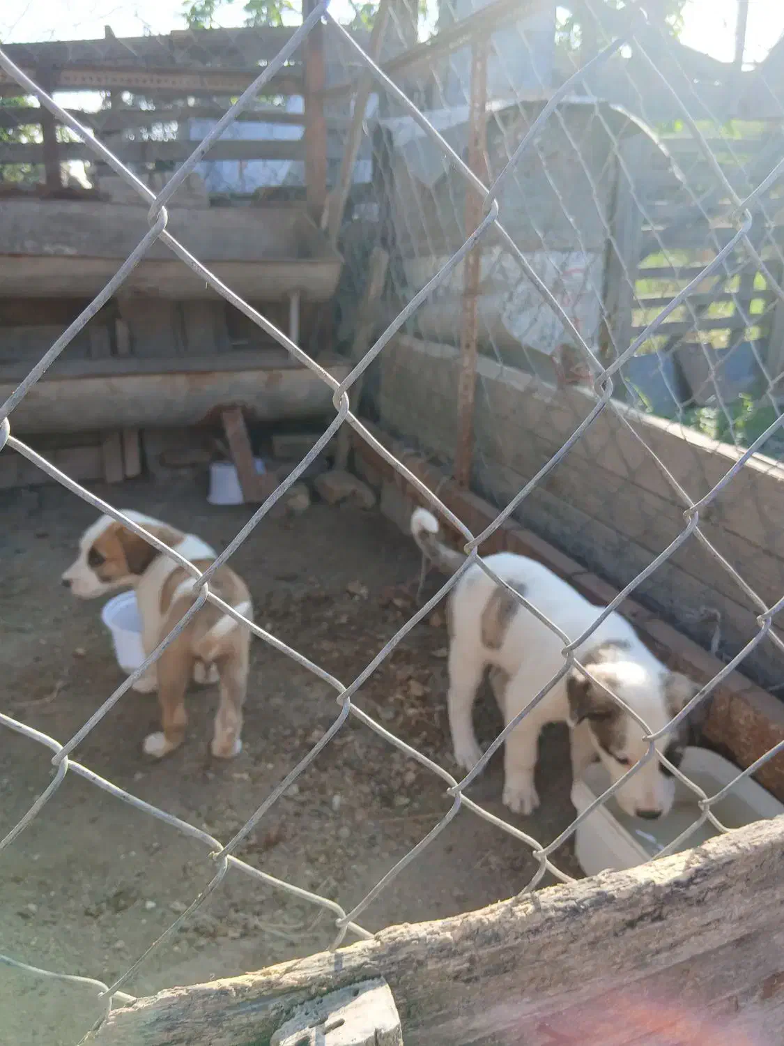 سگ دو رگه ترکمن الابای|سگ|سیمین شهر, |دیوار