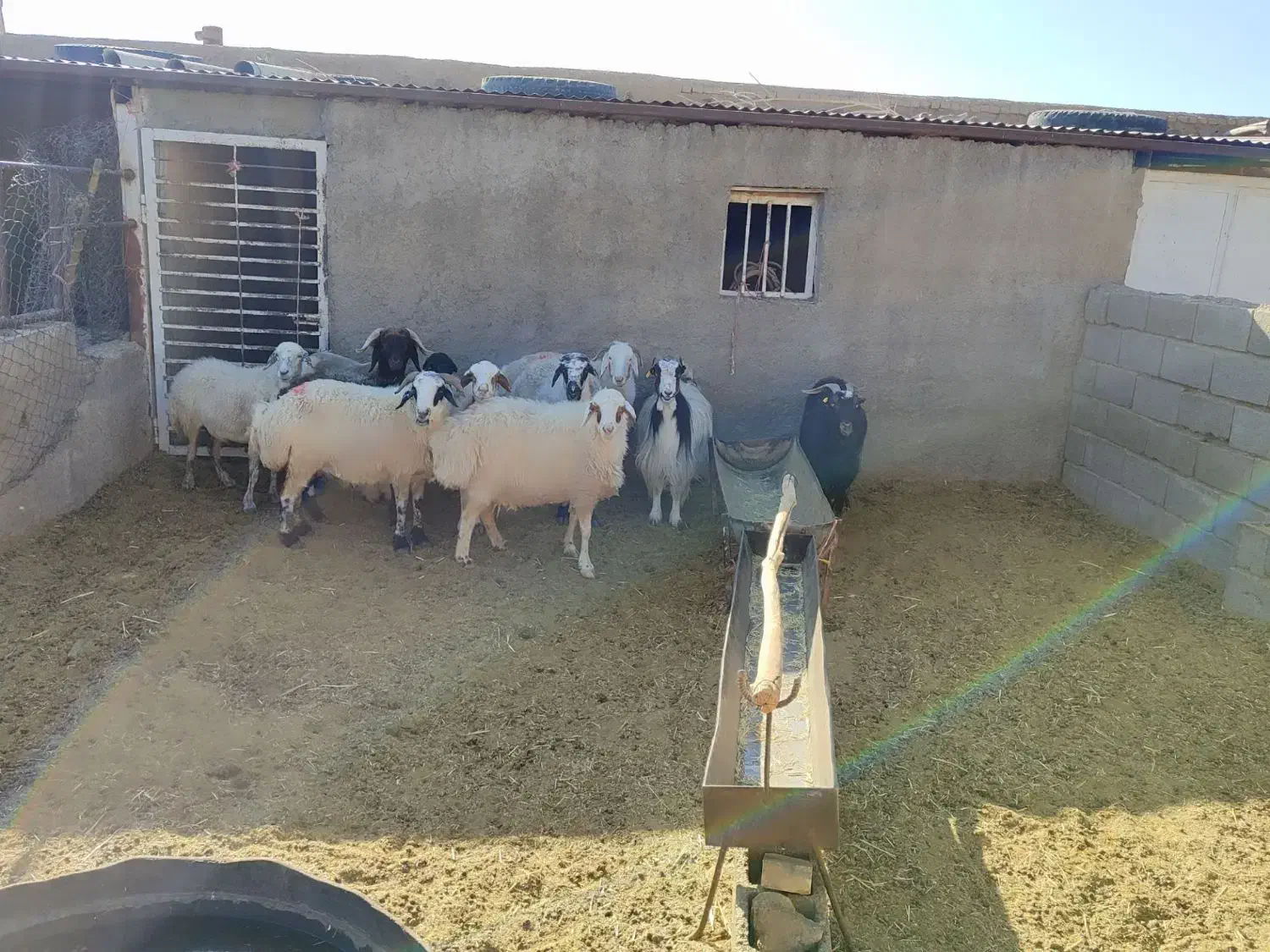 میش و بز|حیوانات مزرعه|بهمن صغاد, |دیوار