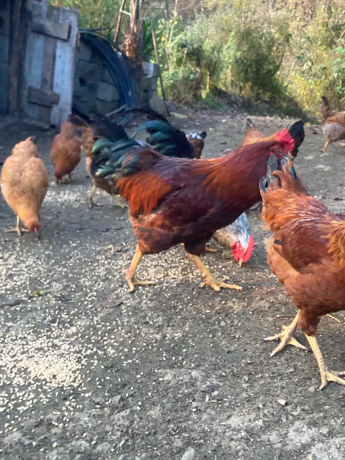 تعدادی خروس|حیوانات مزرعه|رامسر, |دیوار