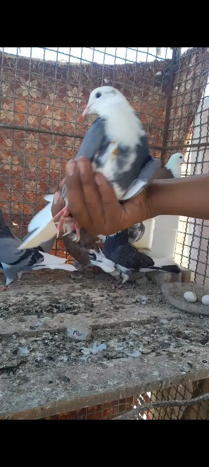 کبوتر گمشده|پرنده|گنبد کاووس, |دیوار