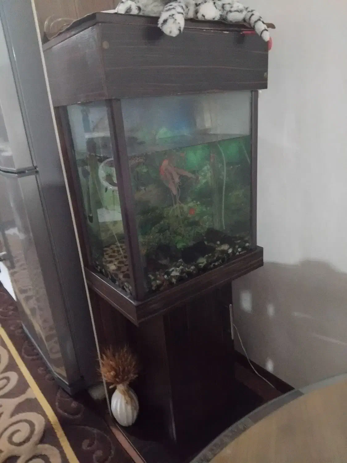 آکواریوم|ماهی|ماهدشت, |دیوار