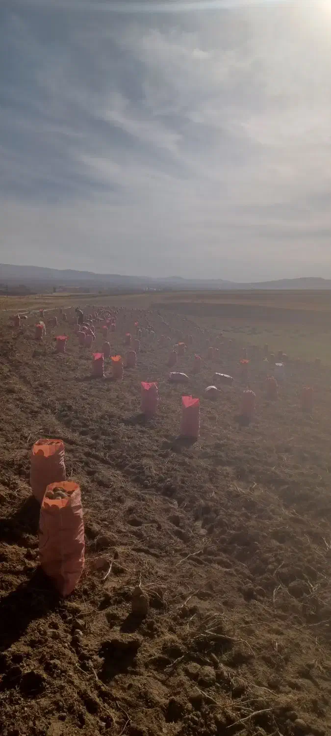 سیب زمینی آگریا|عمدهفروشی|قیدار, |دیوار